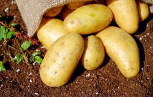 Potato Battery