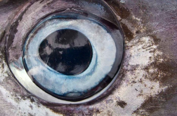 Mozambique trades Tuna debt for Future Gas Revenue